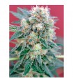 Ganesh 10 u. reg. Mandala Seeds