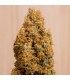 Green Crack CBD  5 u. fem. Humboldt