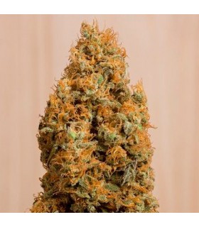 Green Crack CBD  5 u. fem. Humboldt