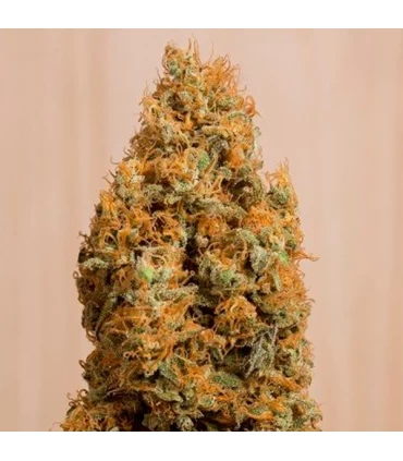 Green Crack CBD  5 u. fem. Humboldt