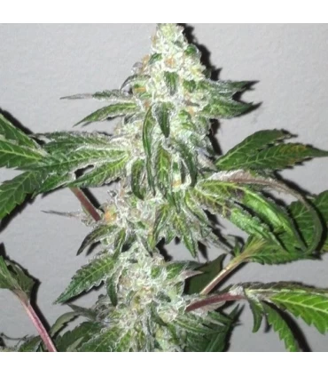 Girl Scout Cookies - The Cali Connection