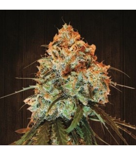 Golden Tiger - Ace Seeds.