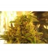 Haze nº1 10 u. reg. NIrvana