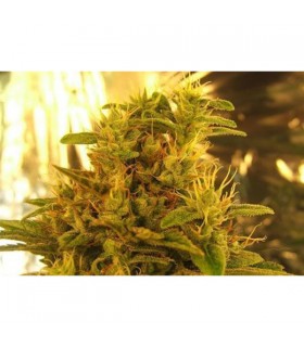 Haze nº1 10 u. reg. NIrvana
