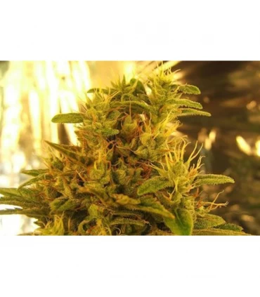 Haze nº1 10 u. reg. NIrvana