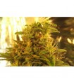 Haze nº1 10 u. reg. NIrvana