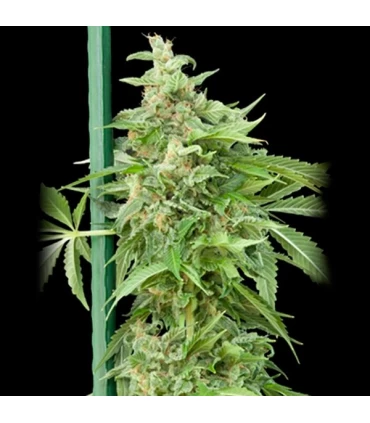 Auto Haze Gom 10 u. fem. Grassomatic