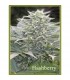 HashBerry  10 u. reg. Mandala Seeds