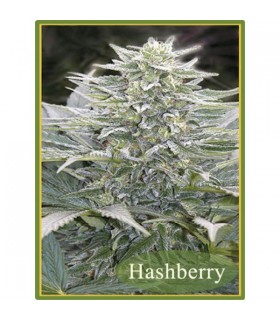 HashBerry  10 u. reg. Mandala Seeds