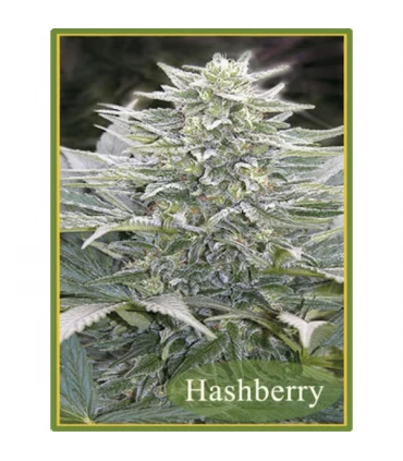 HashBerry  10 u. reg. Mandala Seeds