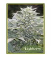 HashBerry  10 u. reg. Mandala Seeds