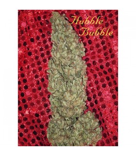 Hubble Bubble - Mandala Seeds