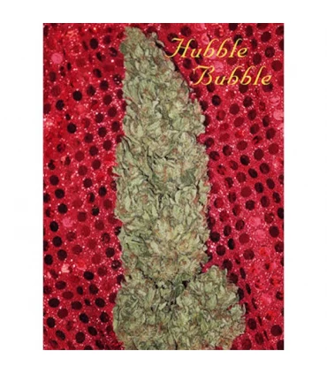 Hubble Bubble 6 u. fem. Mandala Seeds