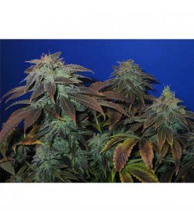 Heavy Duty  Fruity  5 u. reg. T.H. Seeds