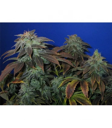 Heavy Duty  Fruity  5 u. reg. T.H. Seeds