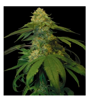 Holy Grail Kush - DNA Genetics - Kayamurcia.es