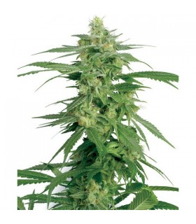 Holland´s Hope 10 u. reg. White Label