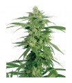 Holland´s Hope 10 u. reg. White Label