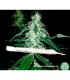 Hash Heaven - Soma Seeds