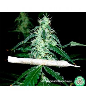 Hash Heaven - Soma Seeds