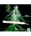 Hash Heaven - Soma Seeds