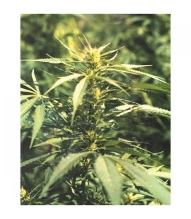 Hawaii Maui Waui 10 u. reg. The Sativaseed Bank