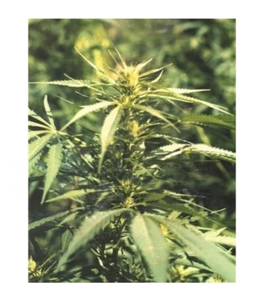 Hawaii Maui Waui 10 u. reg. The Sativaseed Bank