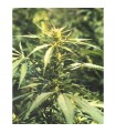 Hawaii Maui Waui 10 u. reg. The Sativaseed Bank