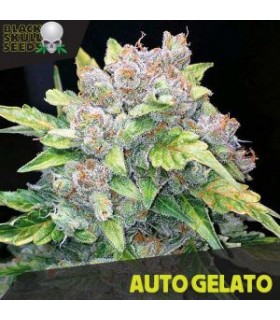 Auto Gelato - Black Skull Seeds. - Kayamurcia.es