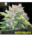 Auto Gelato - Black Skull Seeds.