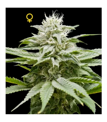 IsLAnd  6 u. - Edición Limitada - DNA Genetics - Kayamurcia.es