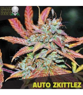 Auto Zkittlez - Black Skull Seeds. - Kayamurcia.es