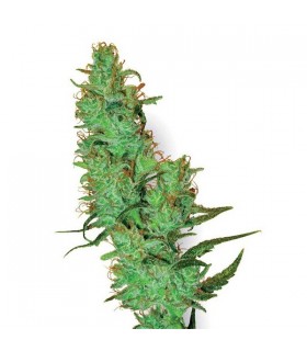 Jack Herer 10 u. reg. White Label