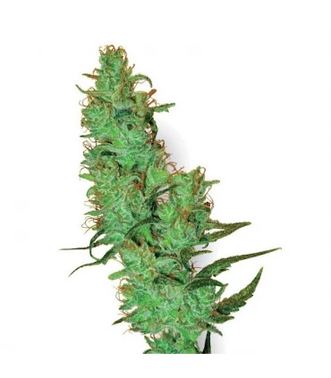 Jack Herer 10 u. reg. White Label