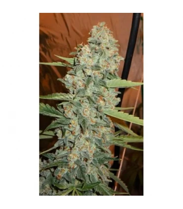 Jedi kush 10 u. reg. The Cali Connection