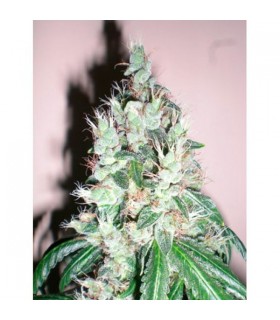 Jamaican OG 10 u. reg. The Cali Connection