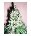Jamaican OG 10 u. reg. The Cali Connection