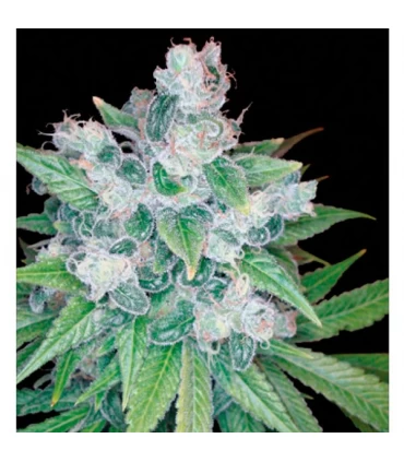 Kandy Kush - Reserva Privada - DNA Genetics - Kayamurcia.es