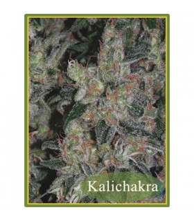 Kalichakra 10 u. reg. Mandala Seeds
