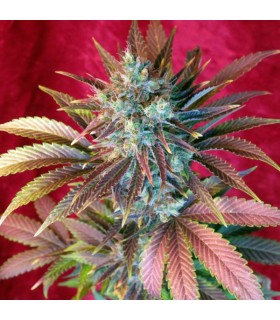 Kalijah reg.  7 uds. Reggae Seeds