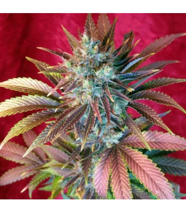 Kalijah reg.  7 uds. Reggae Seeds