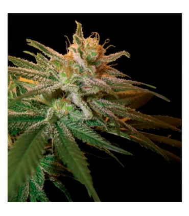 Kushberry - DNA Genetics - Kayamurcia.es