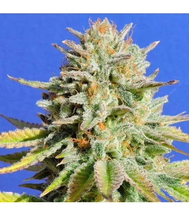 Gorilla Glue n 4 - Original Sensible.