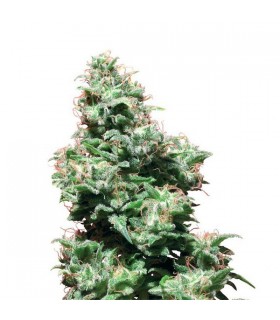 Kali Haze 10 u. reg. White Label