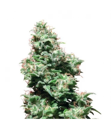 Kali Haze 10 u. reg. White Label