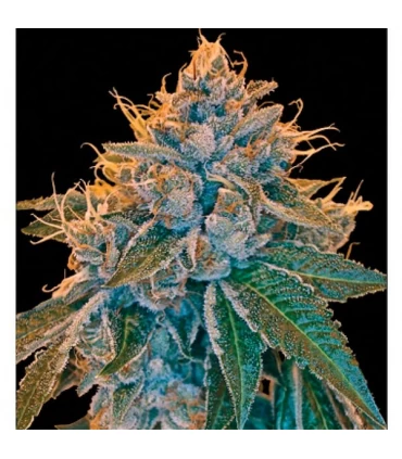 Kosher Kush - Reserva Privada - DNA Genetics - Kayamurcia.es