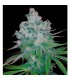 Kandy Kush x Skunk  6 u. reg. DNA Genetics NO DISPONIBLE