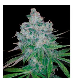 Kandy Kush x Skunk  6 u. reg. DNA Genetics NO DISPONIBLE