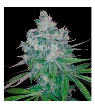 Kandy Kush x Skunk  6 u. reg. DNA Genetics NO DISPONIBLE