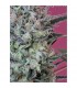 Krystalica 10 u. reg. Mandala Seeds